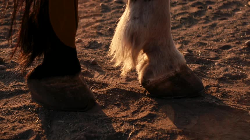 A closeup of horse hooves standing on dry sunlit dirt
