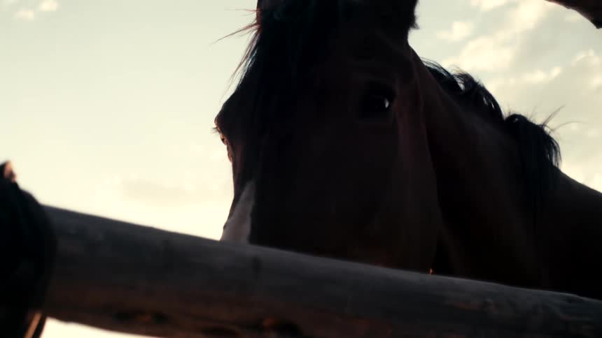 Closeup of a brown horse standing next to a wooden fence