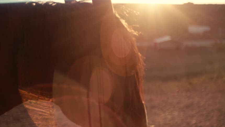 Horse leg lit by the setting sun in a field