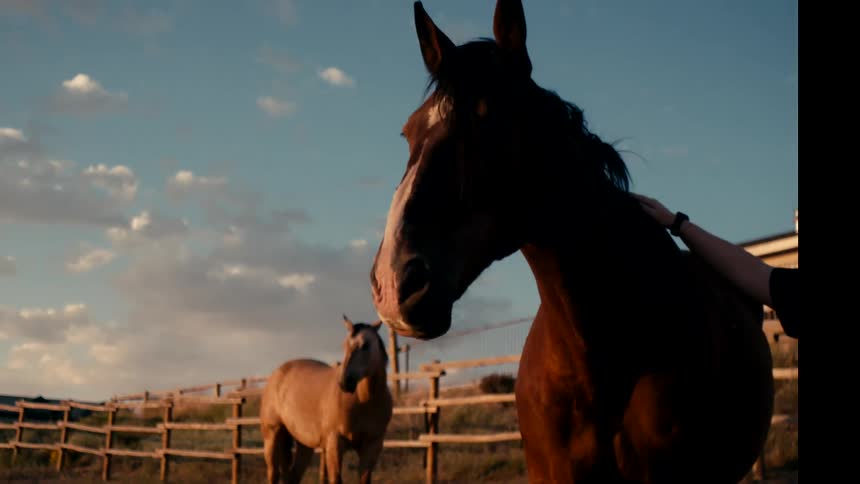 Two horses in a paddock lit by the evening light