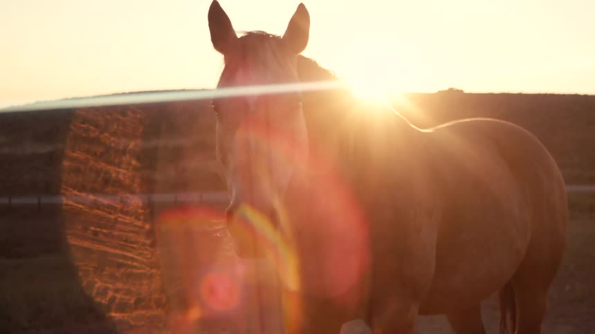 Light brown horse standing under the sunset light