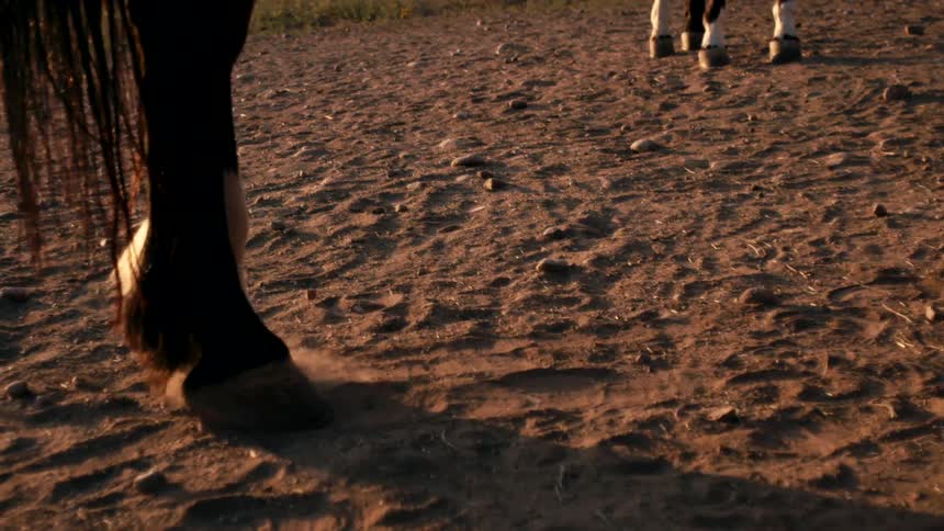 A horse hoof kicks up dust in warm sunlight