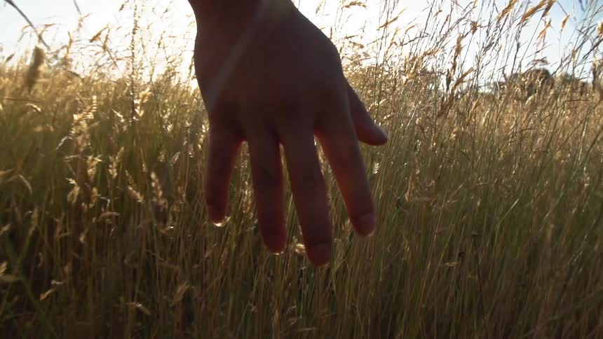 Person moving their hand through a field