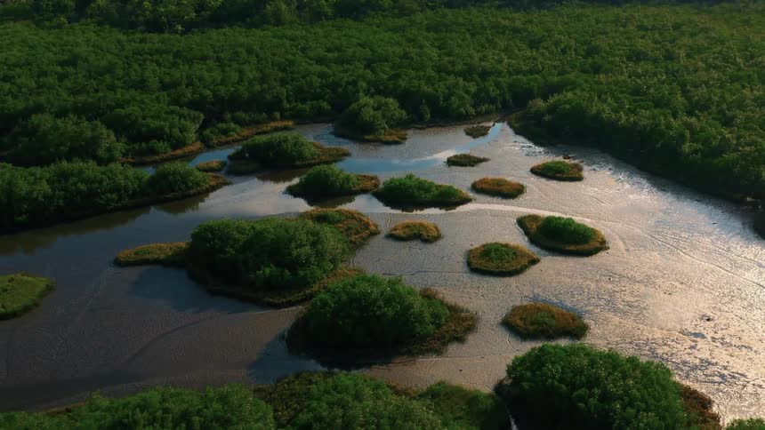 Patches of vegetation emerge within a flooded mangrove surrounded by dense forest