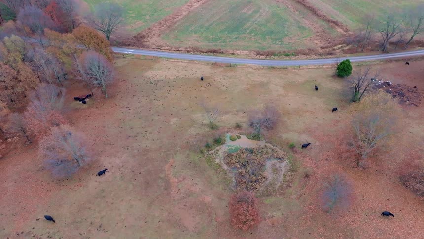 Cattle graze in an autumn field by a country road