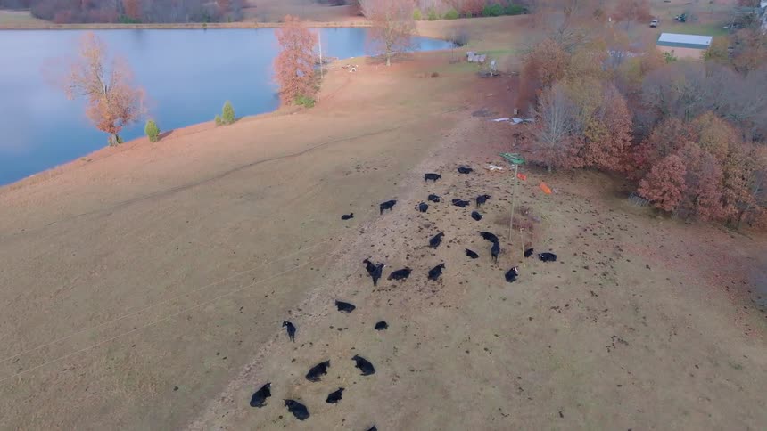 Aerial of a herd of black cattle resting on farmland on an autumn day