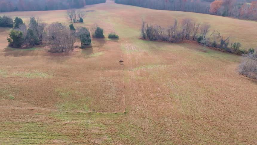 A lone horse stands in a grassland in a rural area at midday