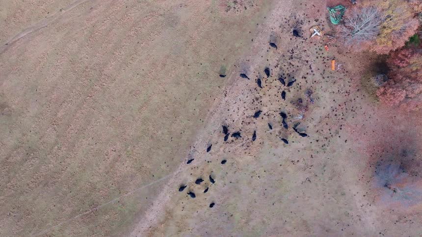 Herd of cattle grazing in a field seen from above