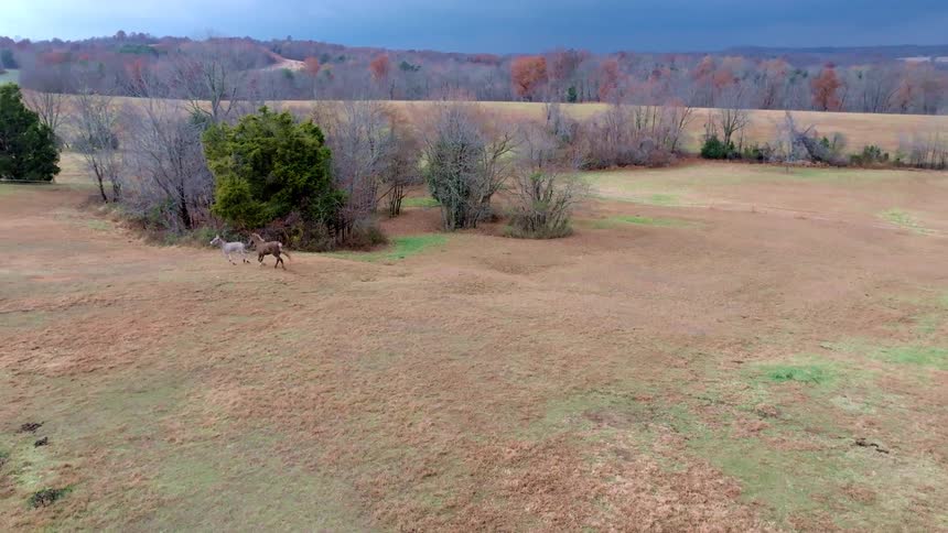 Horses run across a pasture near the woods on a cloudy autumn day