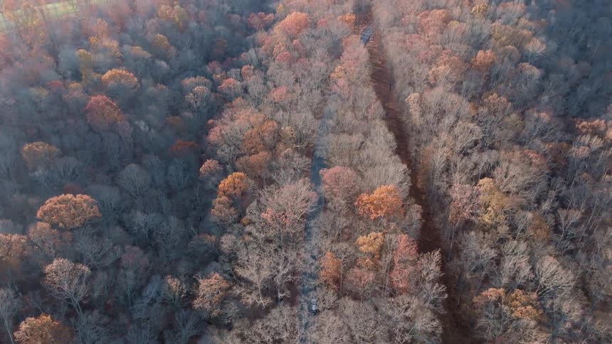 Narrow road cuts through a forest with autumncolored trees