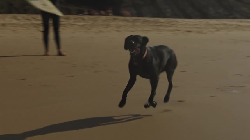 Black dog running on wet sand at the beach