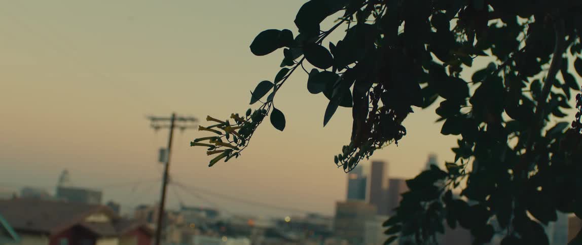 A tree stands on the street with a city view in the background at sunset