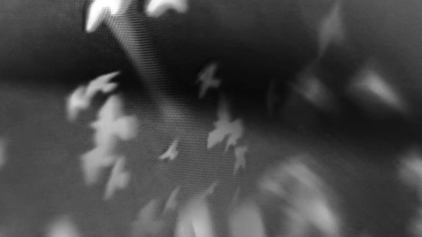 Blurred white birds shapes scatter across a dark abstract blackandwhite background