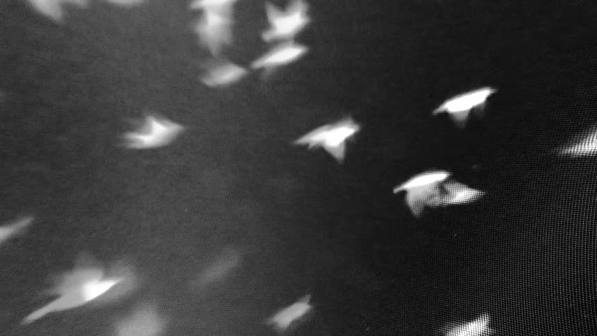 Flock of white bird shapes flies against a grainy gray background