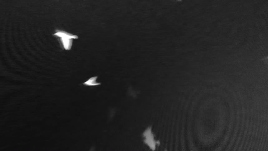 Silhouettes of birds in flight reflected on a dark textured surface