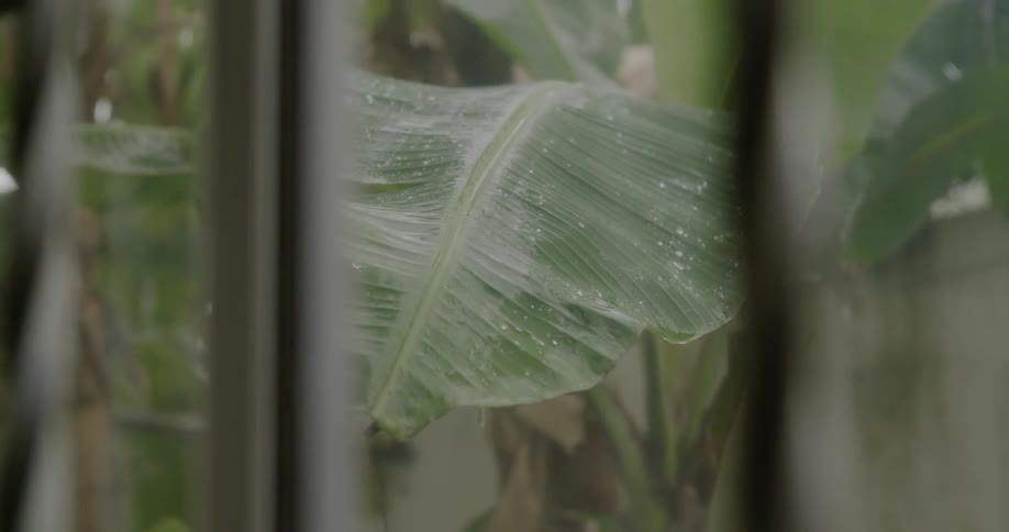 Rain falls on large green leaves