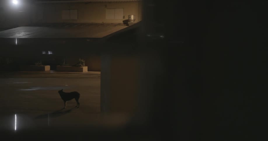 Dog standing in parking lot barking and howling