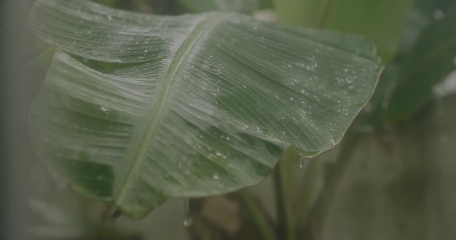 Water and dew drops fall onto and off a leaf
