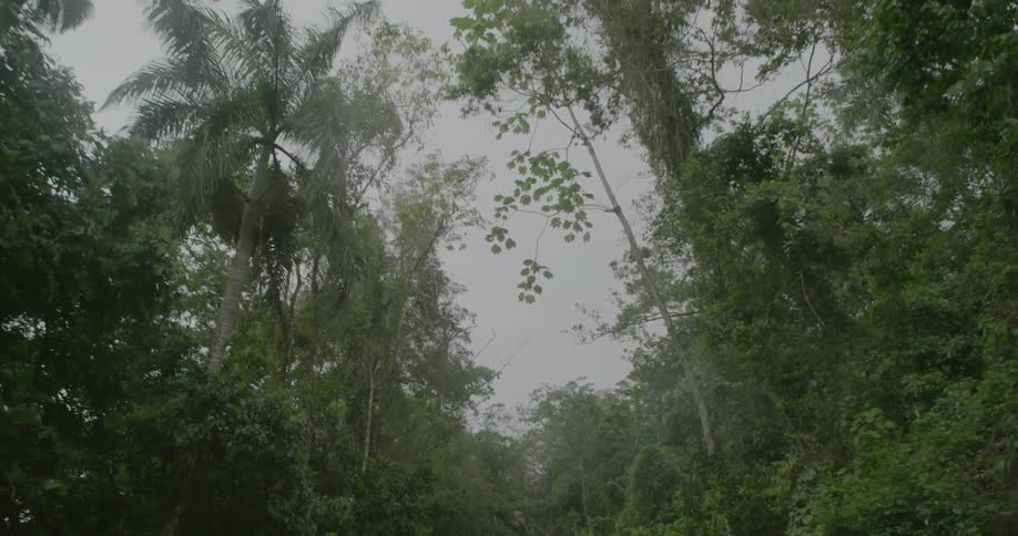 Tall trees tower overhead