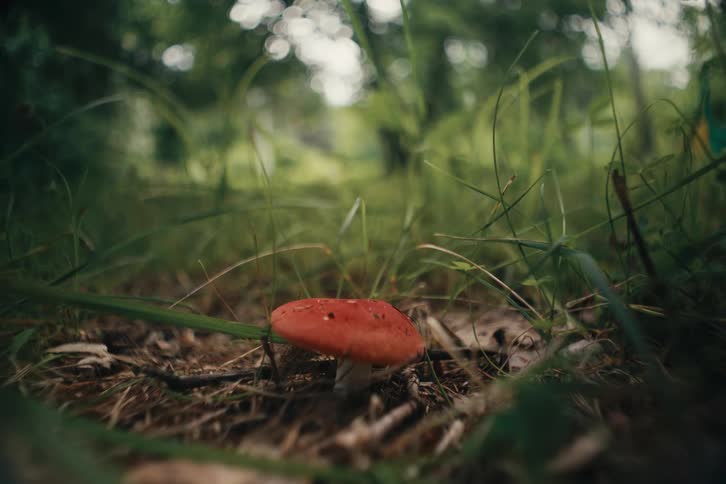 Small red mushroom in the grass