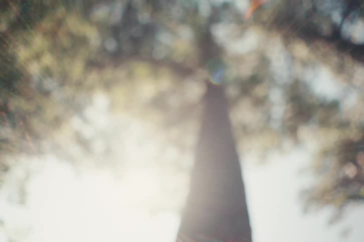 A blurry dreamlike shot looks directly up a tree trunk as bright sunlight flares through the outoffocus leaves of the canopy