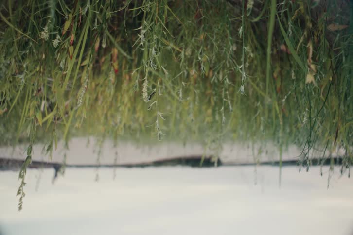 Greenish grass in a cloudy open air