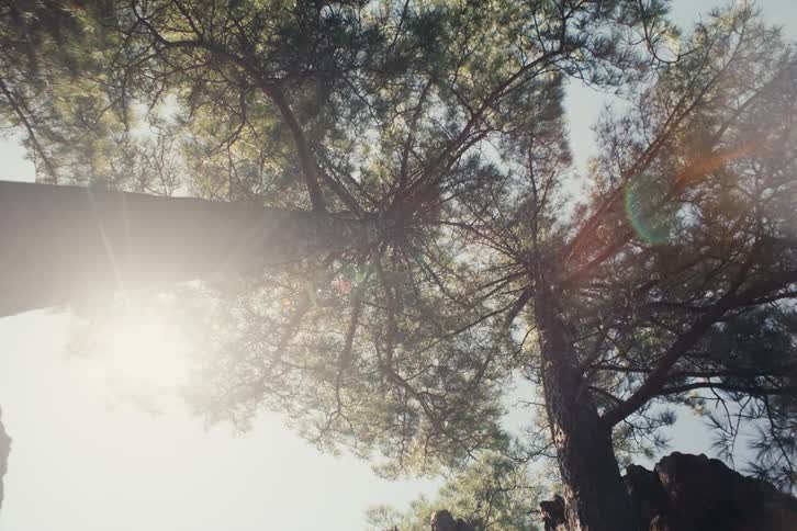 Pine tree canopies seen from below with sunlight filtering through the branches