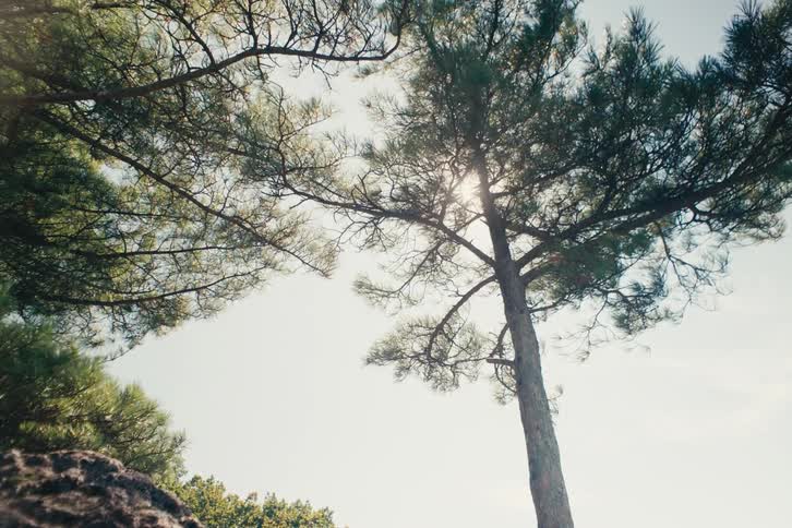 Sun shines through the canopy of pine trees seen from below on a clear day