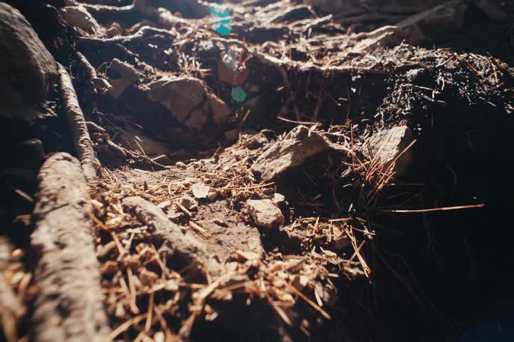 Dry soil scattered rocks and pine needles cover the ground with sunlight highlighting the rugged surface as numerous insects crawl around