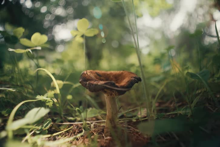 A brown mushroom with a weathered cap grows low among grass and clover in a softly lit forest clearing