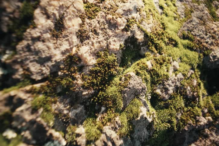 An extreme closeup static shot captures the detailed texture of bright green moss growing on the coarse surface of a sunlit rock