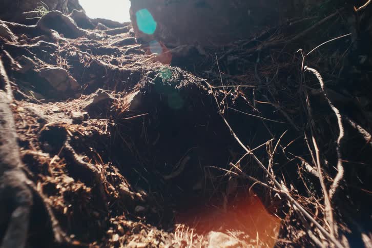 Exposed roots and dry panels emerge from sunlit sloping ground with ants