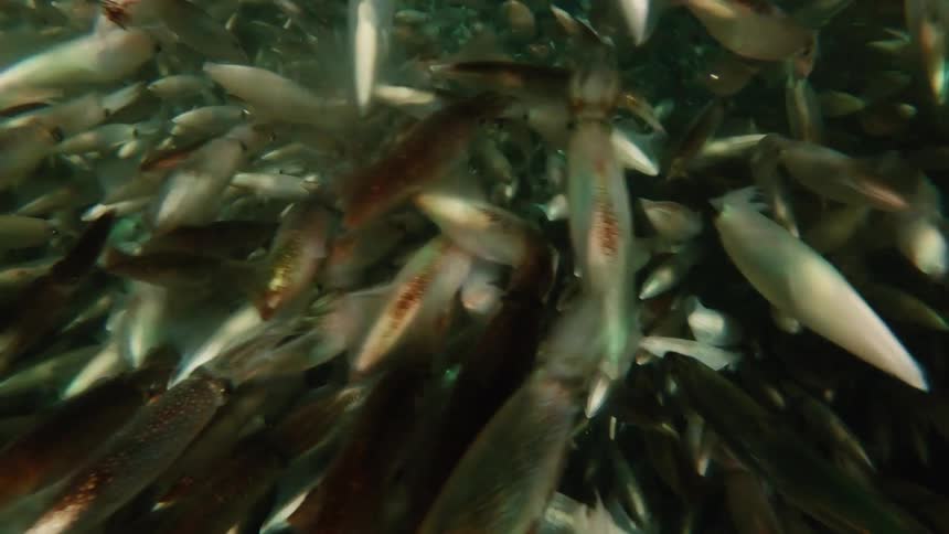 A large school of fish swim tightly together underwater