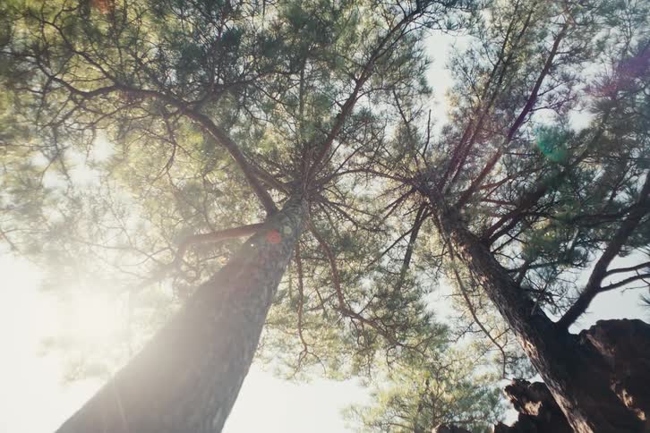 Upward view of green branches and leaves of a tree moving due to the force of the wind