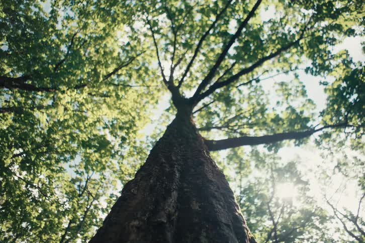 Sun glares through the limbs of the trees surrounding a tree with dark gray bark