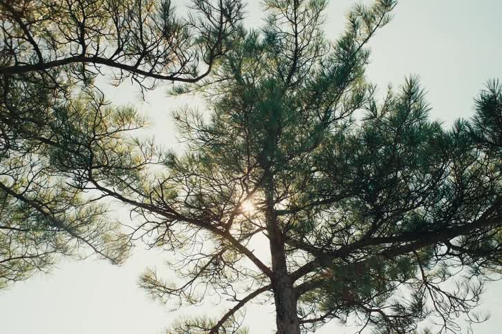 A pine tree stands tall in the woods on a sunny evening shading the sun with its leaves