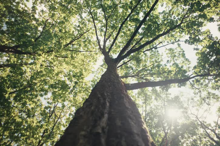 A tall tree is viewed from the ground looking up at its sunlit branches