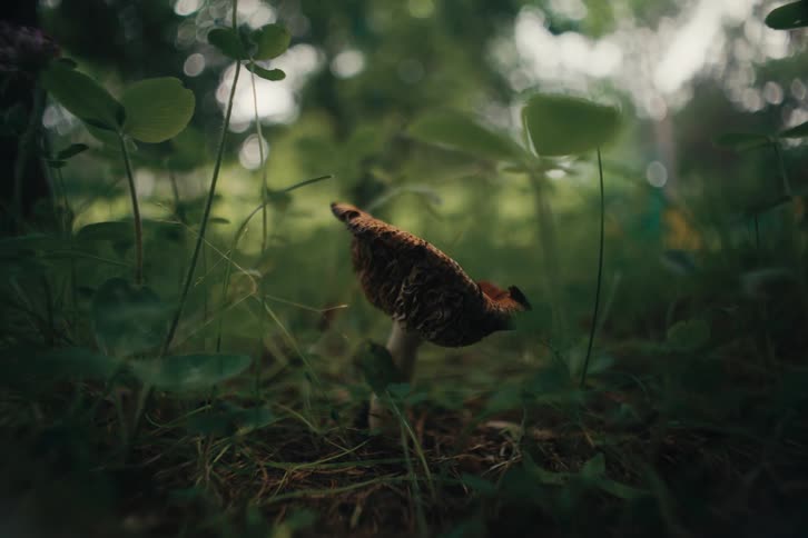 A single mushroom is growing in the forest