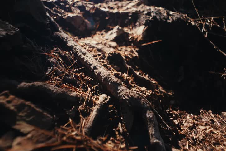 Sunlight falls across dry soil tangled roots and scattered pine needles as numerous insects crawl over the rugged ground