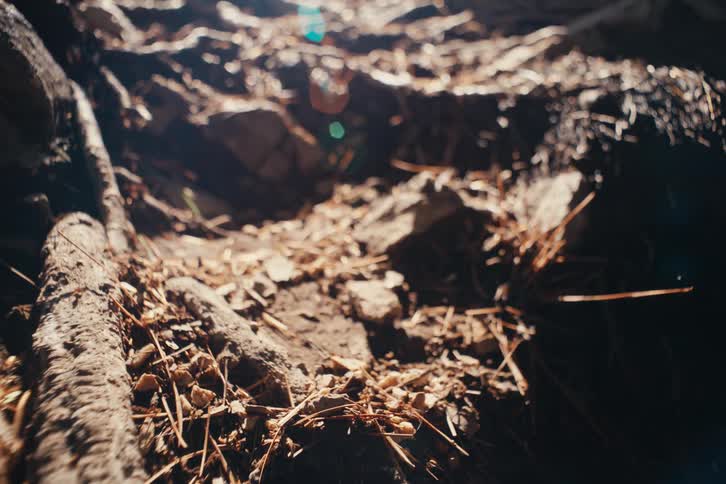 Sunlight shines down on dry soil tangled roots and scattered pine needles as numerous insects crawl over the rugged ground