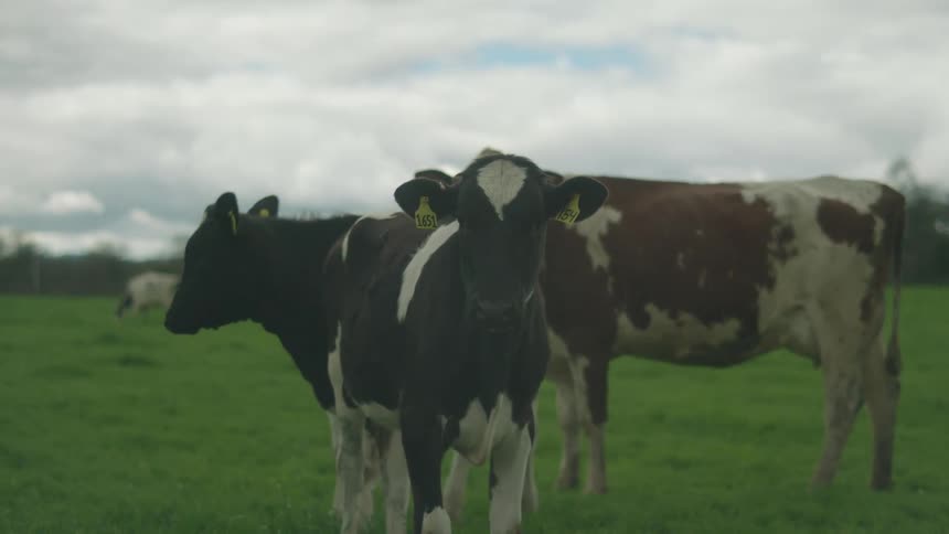 Cows stand together on the farm grass