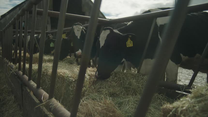 A group of black and white cows are feeding on hay in a large covered feeding trough on a farm