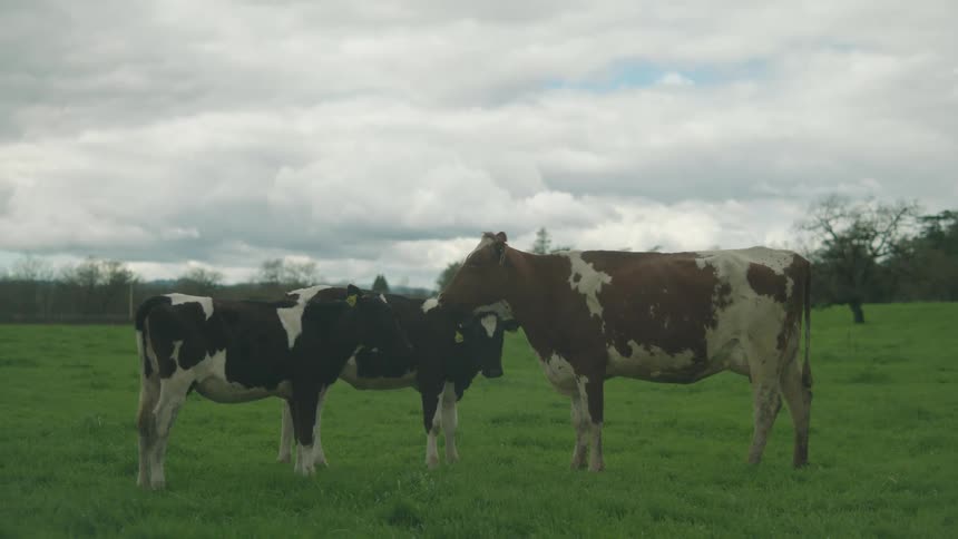 Three cows one brown and white and two black and white stand in a green pasture under a cloudy sky