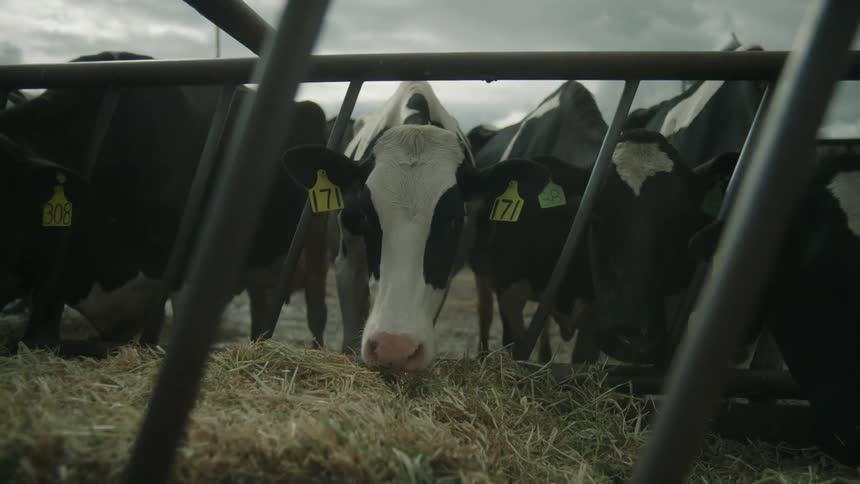 Herd of cattle eats hay enclosed within bars on an overcast day