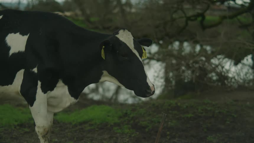 Black and white cow with yellow tagged ears turns its head to look while standing a short distance from the water
