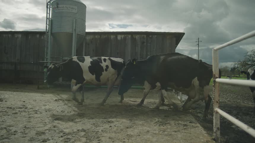 Cows stand near a barn and metal feed silo under a cloudy sky with a rainbow lens flare arching across the scene