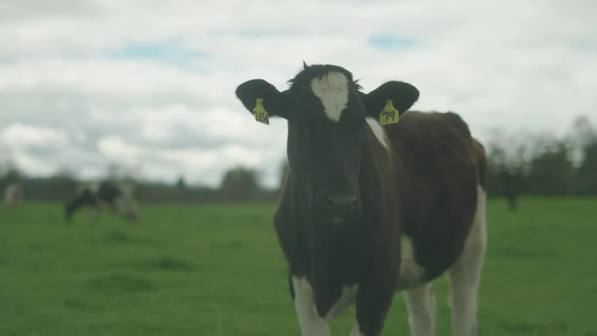 A cow with an ear tag stands on a grassland in a rural area at midday