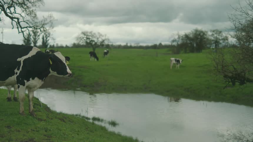 A black and white cow stands beside a small pond in a grassy field with other cows grazing in the background under a cloudy sky