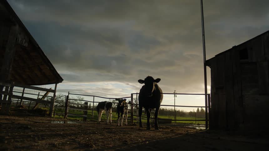 Cows in a fenced corral stand under a cloudy sky at sunset