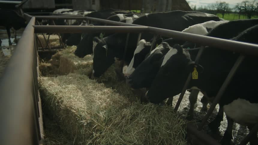 Dairy cows graze on hay from a feeding trough on a farm